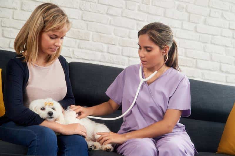 a young vet checking a dog at home