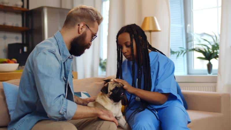 a young vet doing a consultation of dog at home