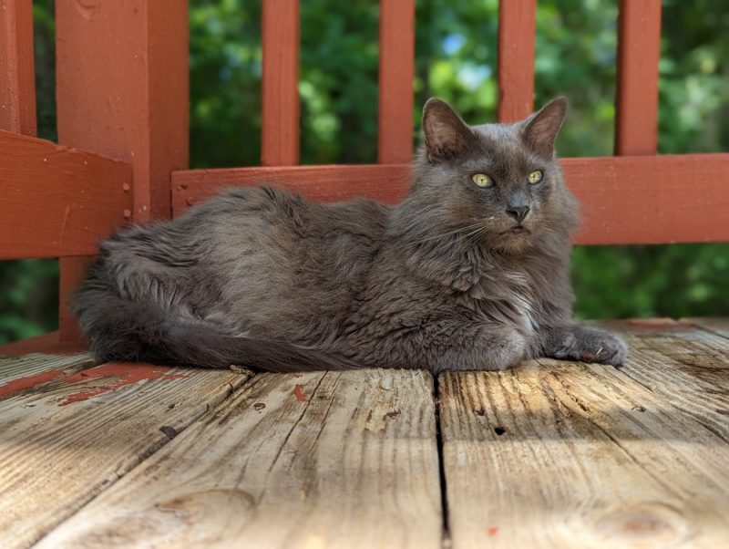 american-longhair-cat-relaxing-on-the-perch