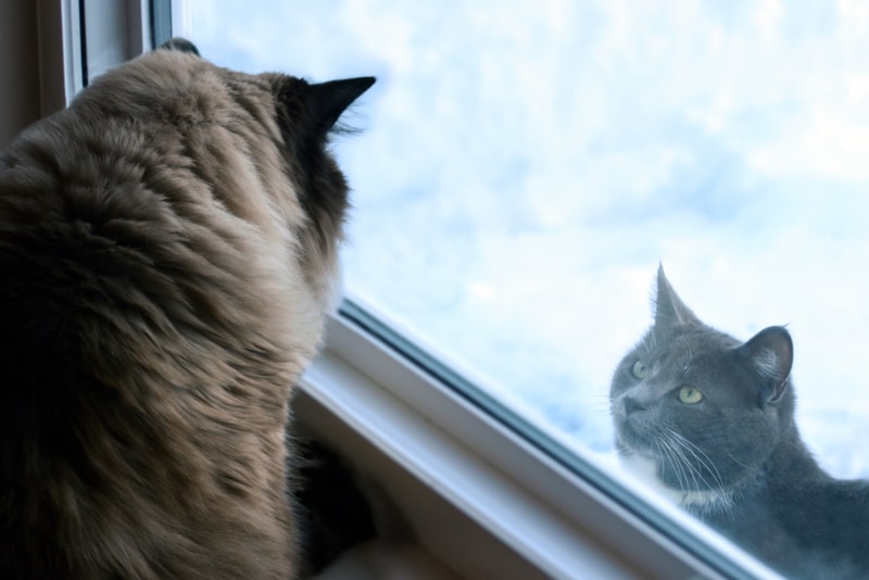 an indoor cat staring at another cat outside the window