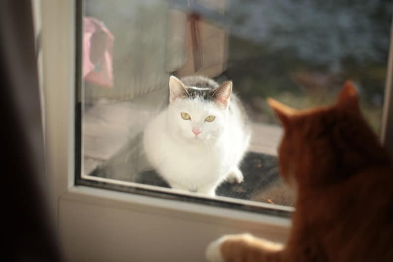 an indoor cat staring at another cat sitting outdoor