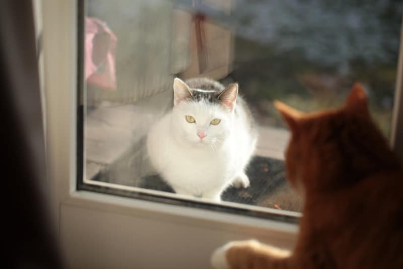 Do Flea Collars Work On Cats Vet Approved Facts FAQ Catster