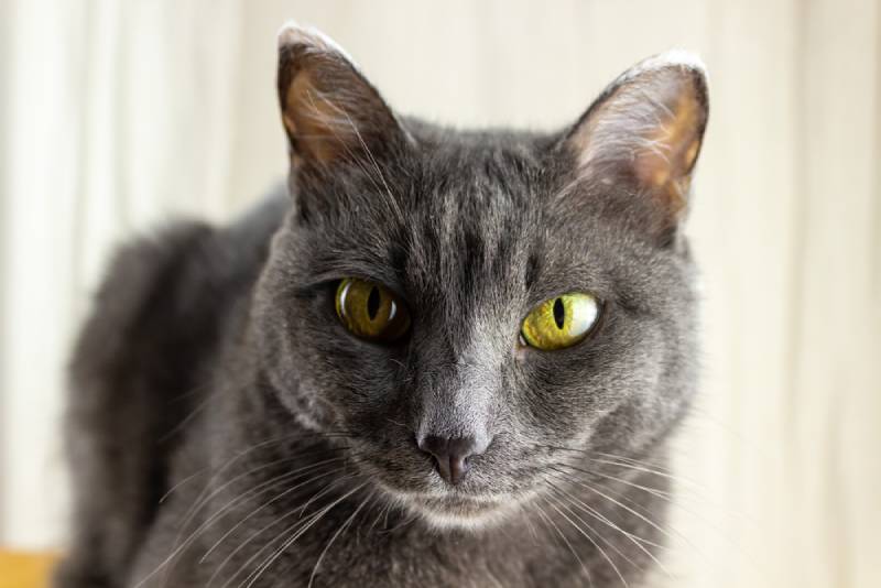 old gray cat with frostbitten ears