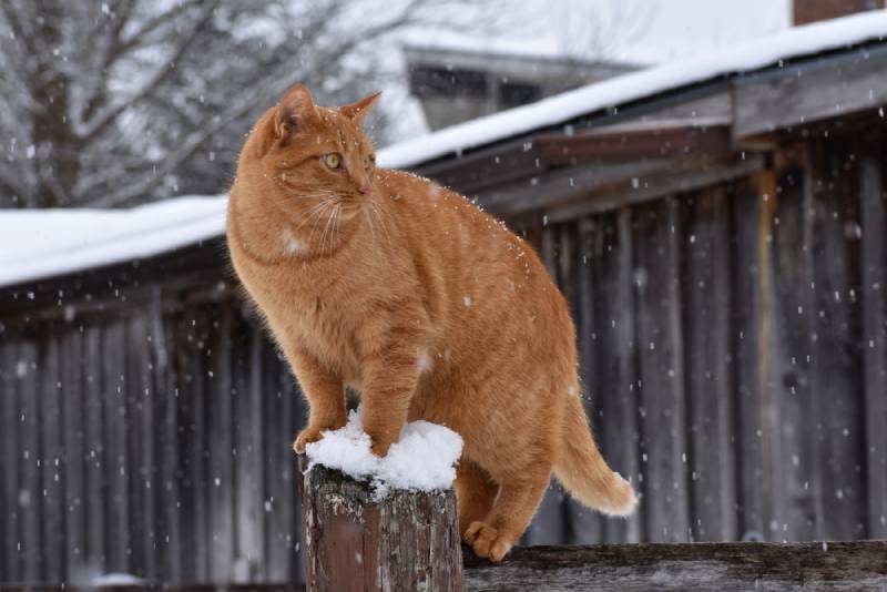 an orange barn cat out in the snow during winter