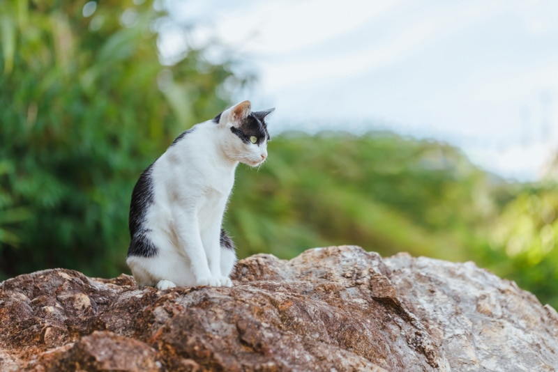 asian cat sitting on rock