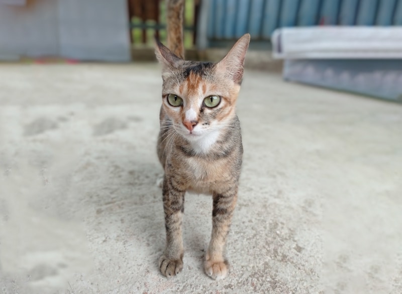 asian cat standing on concrete floor