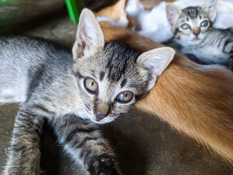 asian kittens lying on concrete floor