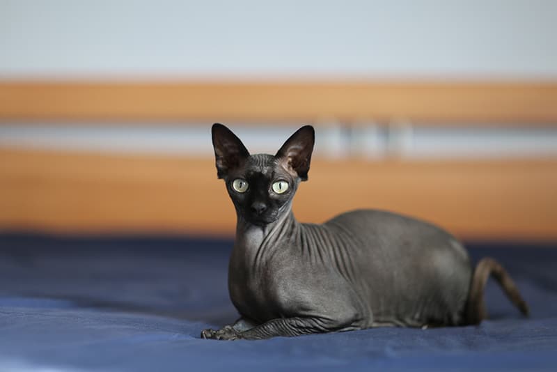 black sphynx cat lying on the bed