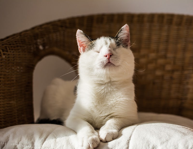 blind cat on wicker chair