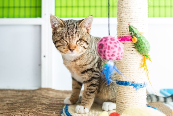 blind tabby kitten playing in the scratching post