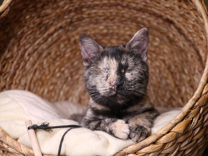 blind Tortoiseshell cat in the wicker bed