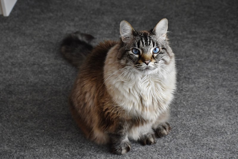 blue eyed Maine coon Ragdoll mix cat