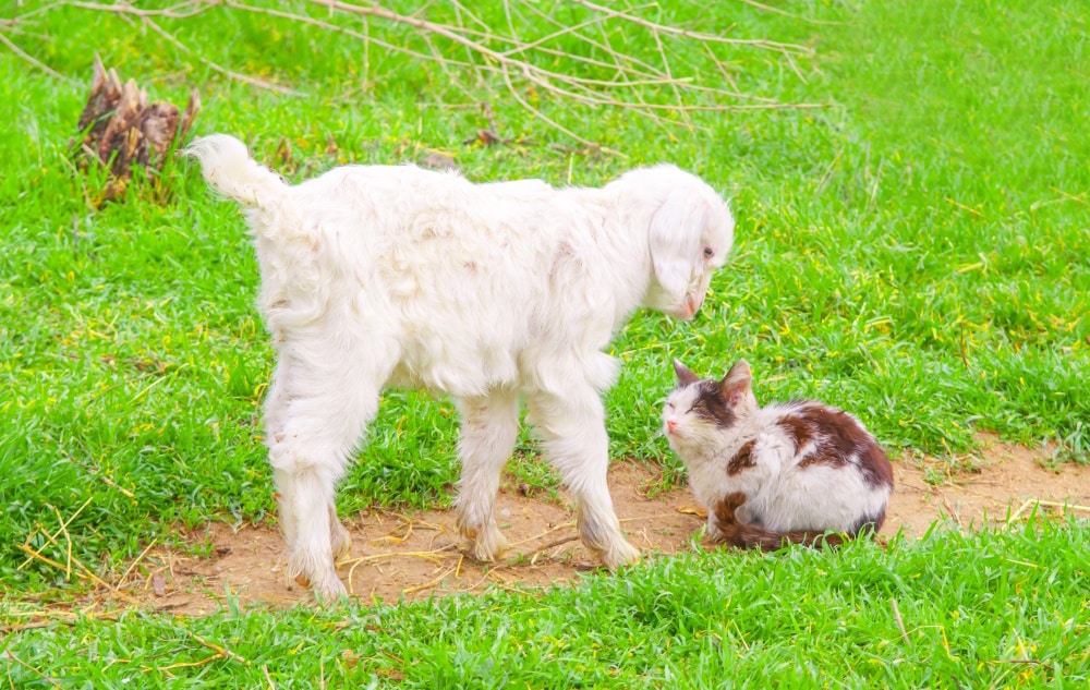 cat and goat on the grass