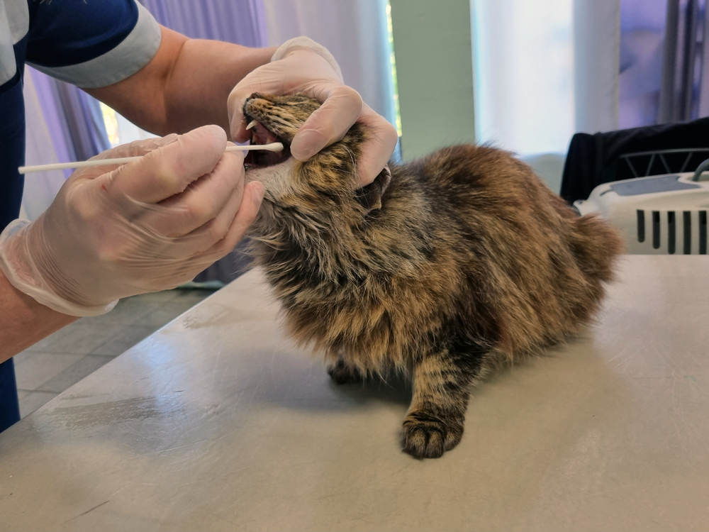 cat being examined by a veterinarian in a veterinary clinic