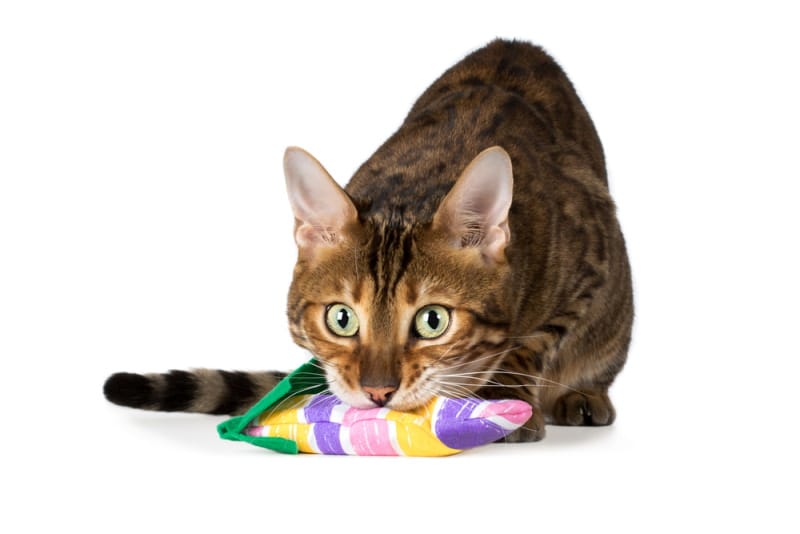 cat biting his toy