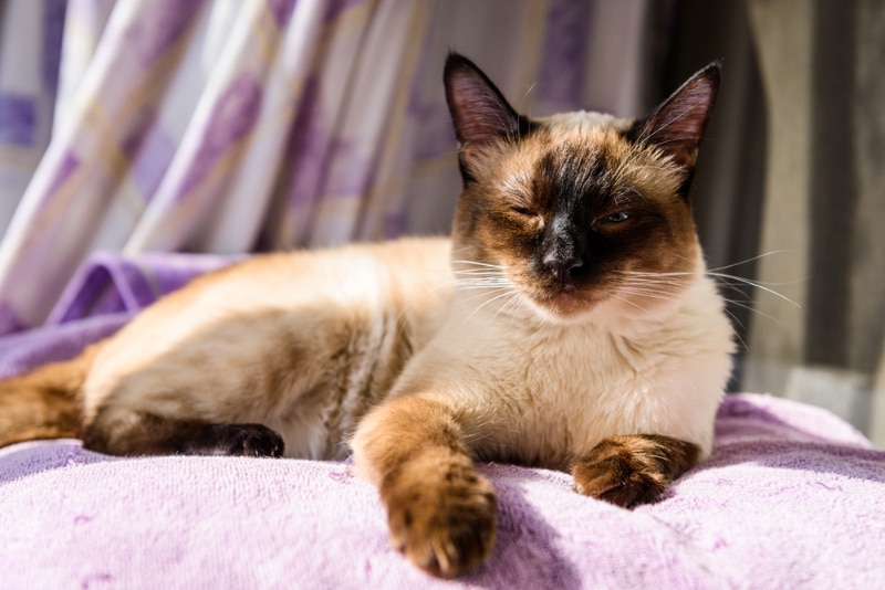 cat blinking at the owner