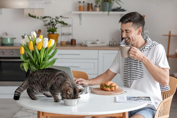 cat eating on the dining table with his owner