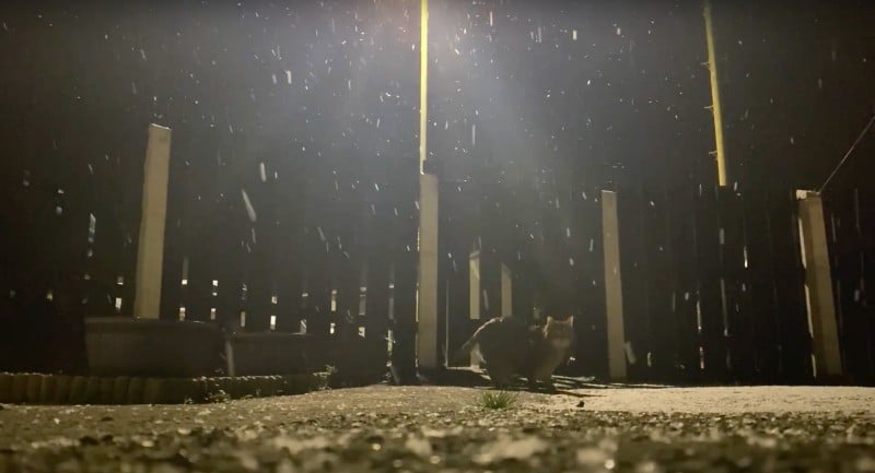 cat exploring backyard in the snow