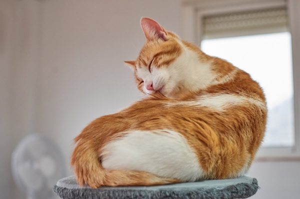 cat grooming itself with eyes closed