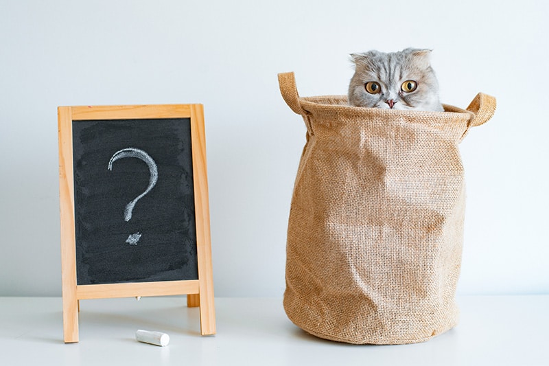 cat in a bag beside a chalkboard
