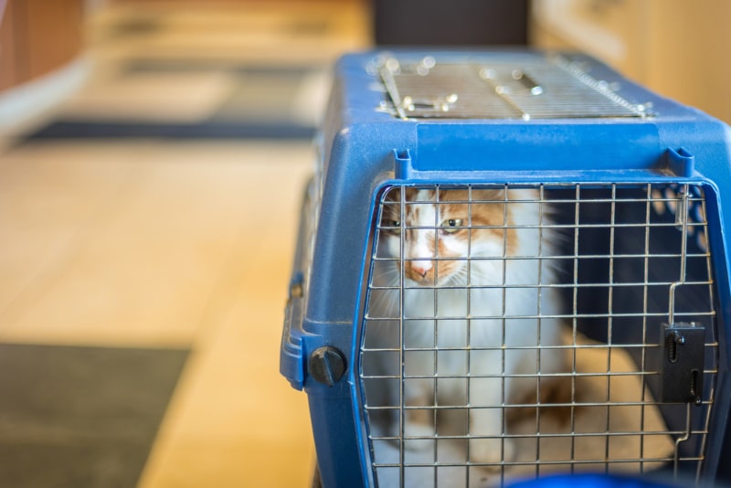 cat in a carrier