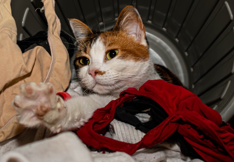 cat inside the fallen laundry container with underwears