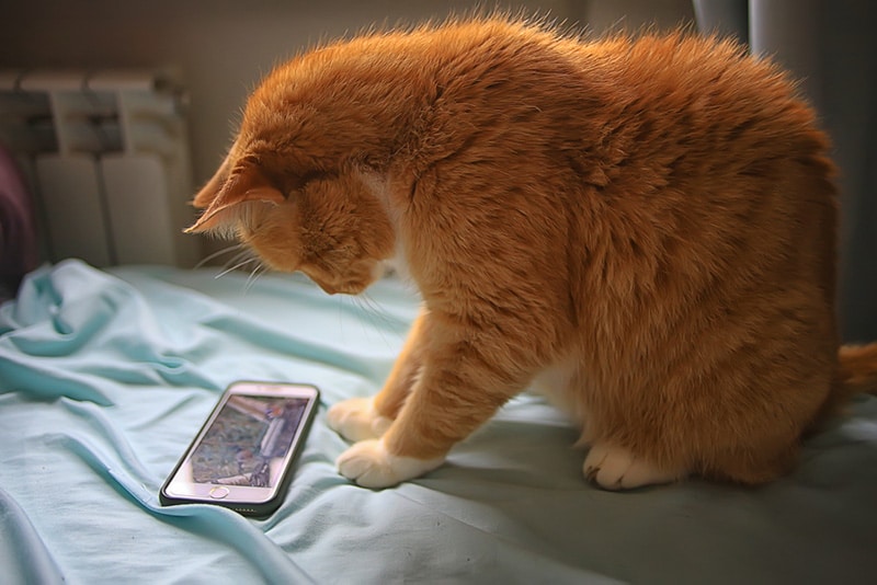 cat is watching smartphone