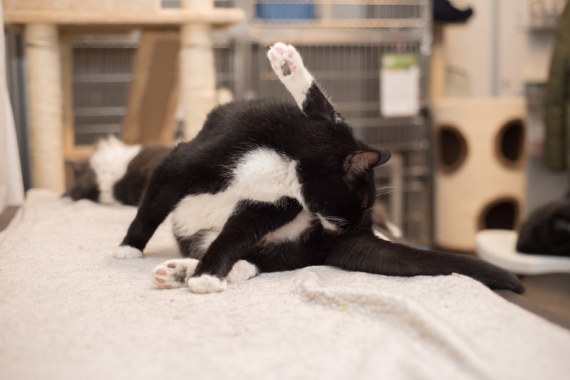 cat licking its butt