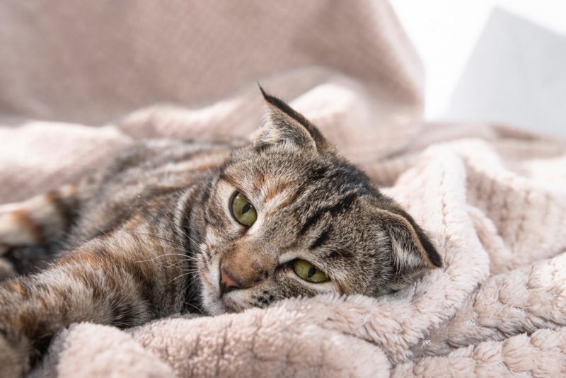 cat lying on blanket looking sad or sick