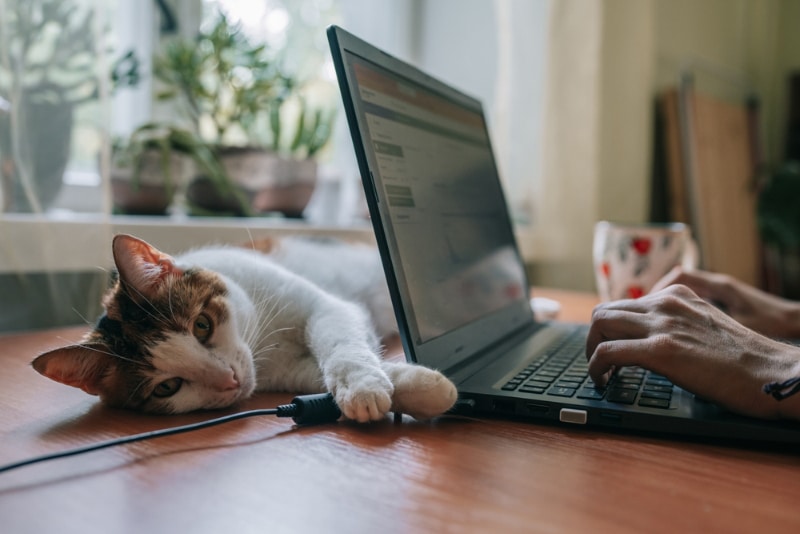 cat lying on desk behind the laptop