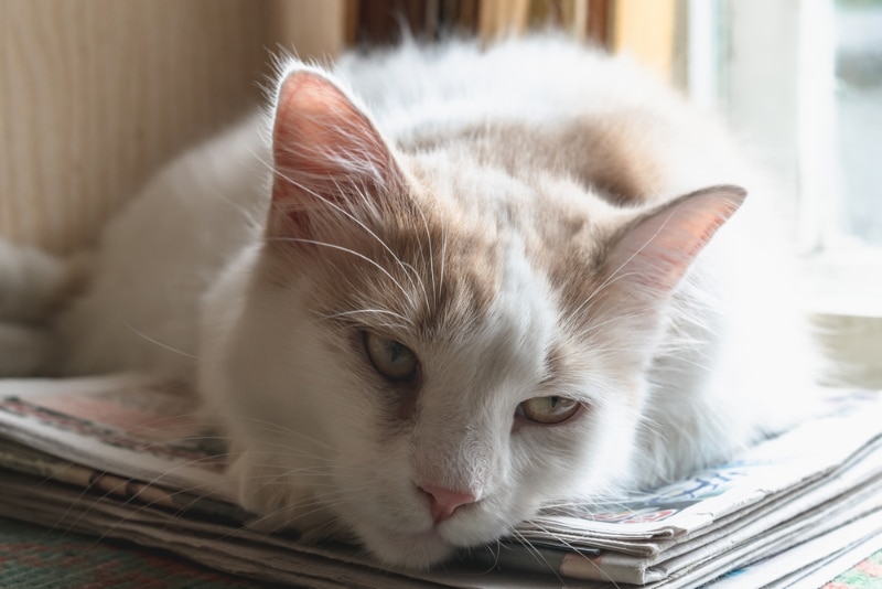 cat lying on the windowsill looking sick