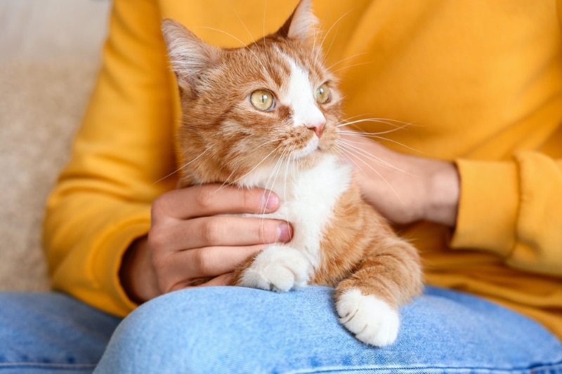 cat lying on woman's lap