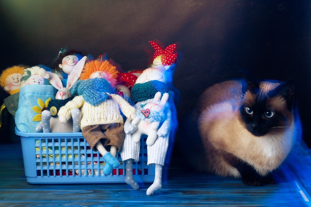 cat near basket of toys