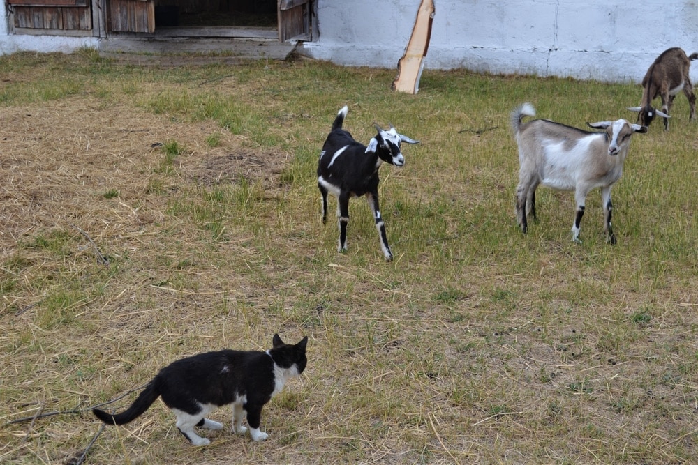 cat near goats