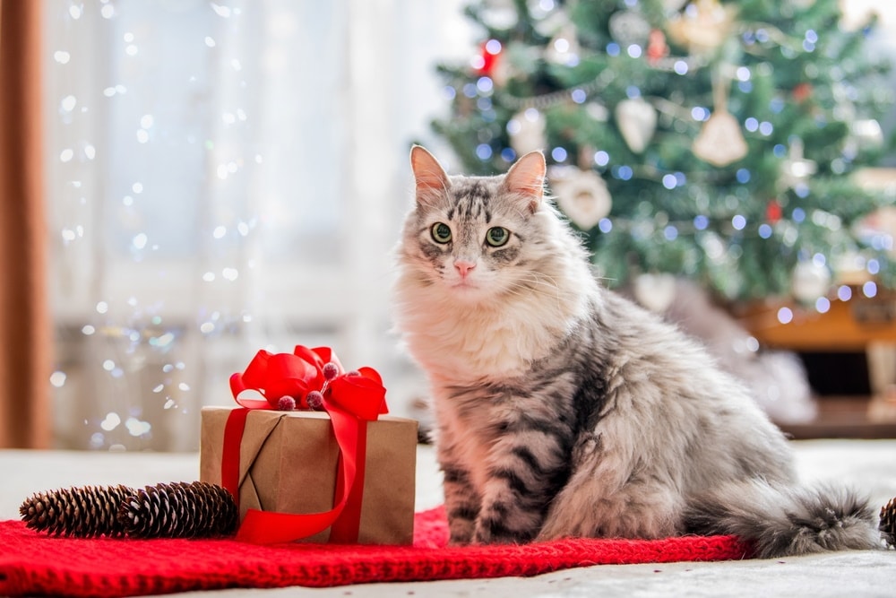 cat next to a gift