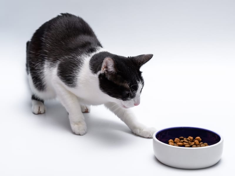 cat not eating and looking at the food in the bowl