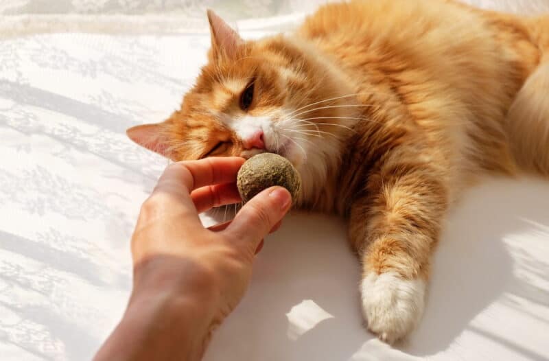 cat owner holding catnip ball