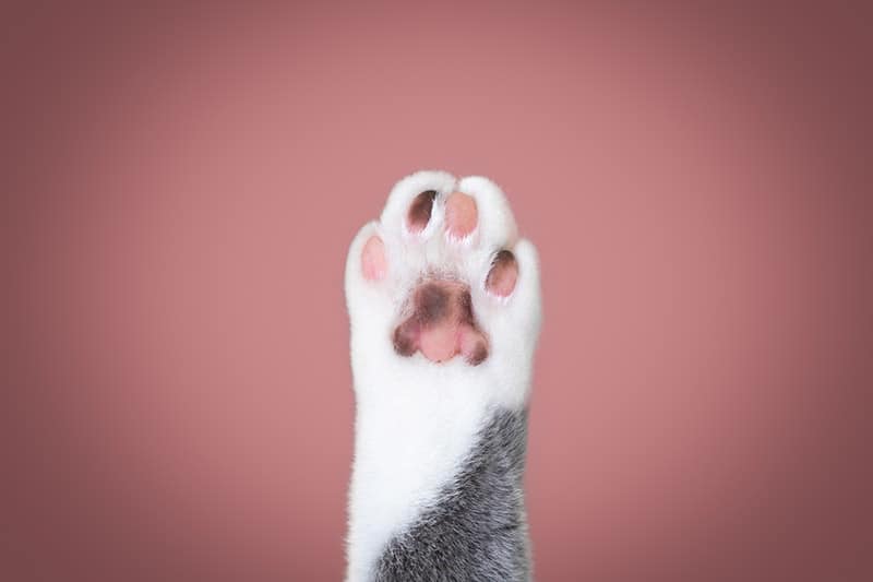 cat paw