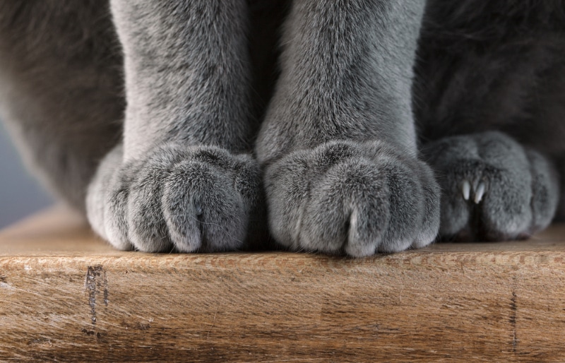 cat paws when sitting on the table