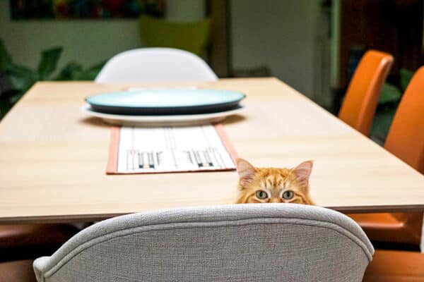cat peeking over the dining chair