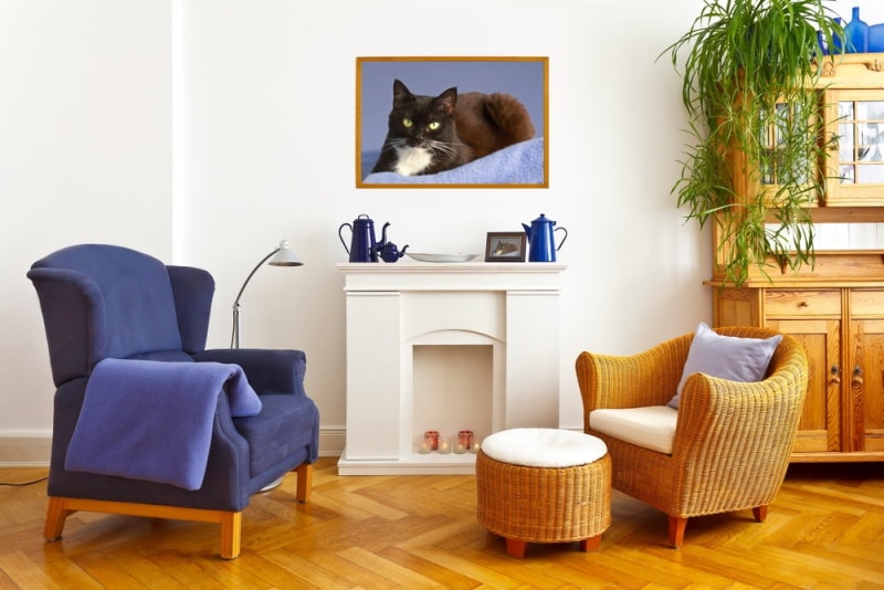 cat photo on wooden frame