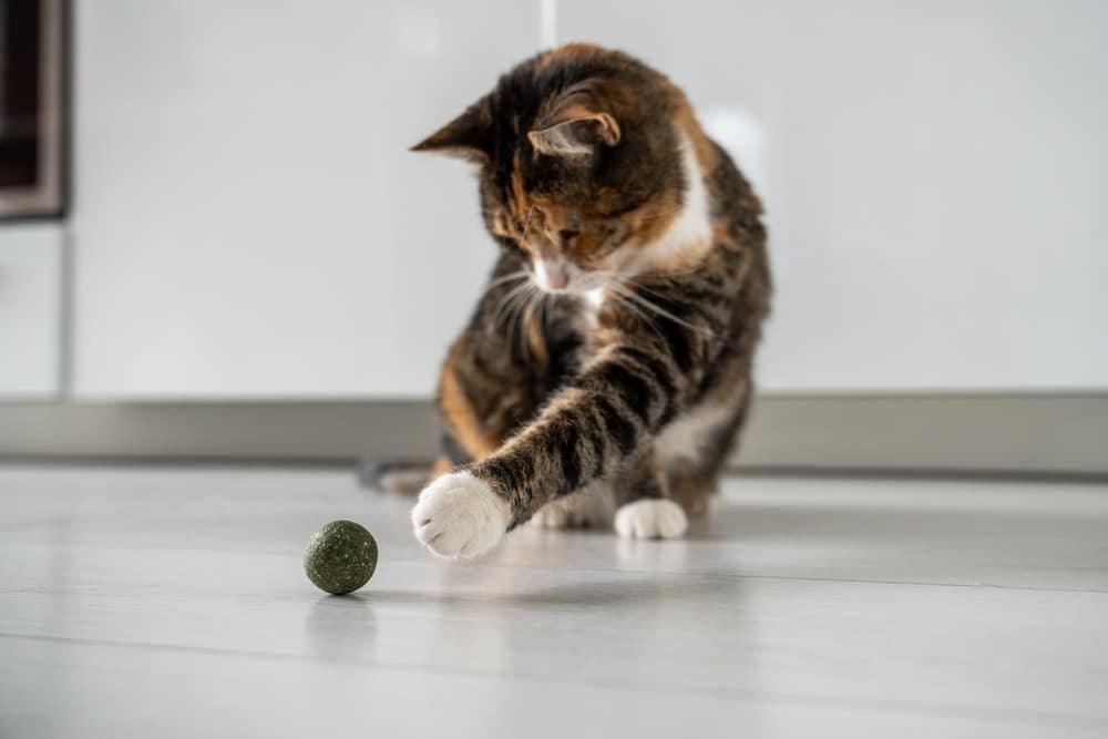 cat playing catnip ball