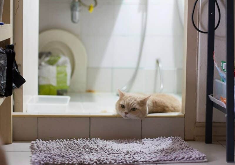 cat rubbing its head on the bathroom floor