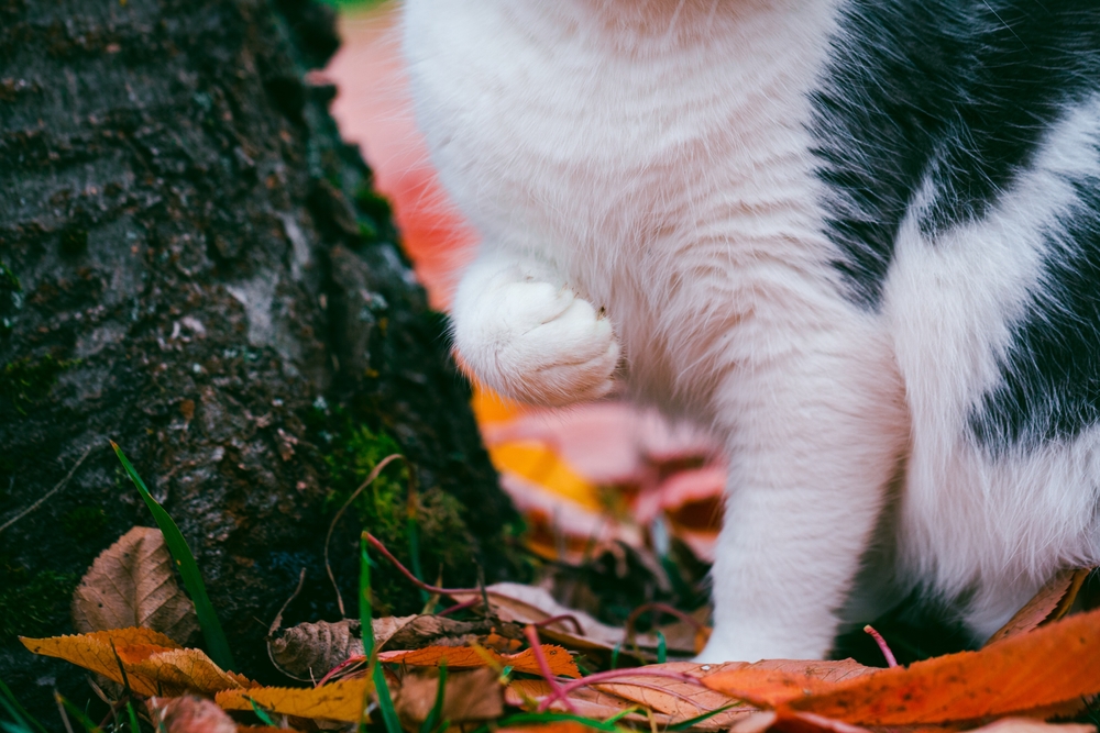 cat sitting in park with one front leg lifted up