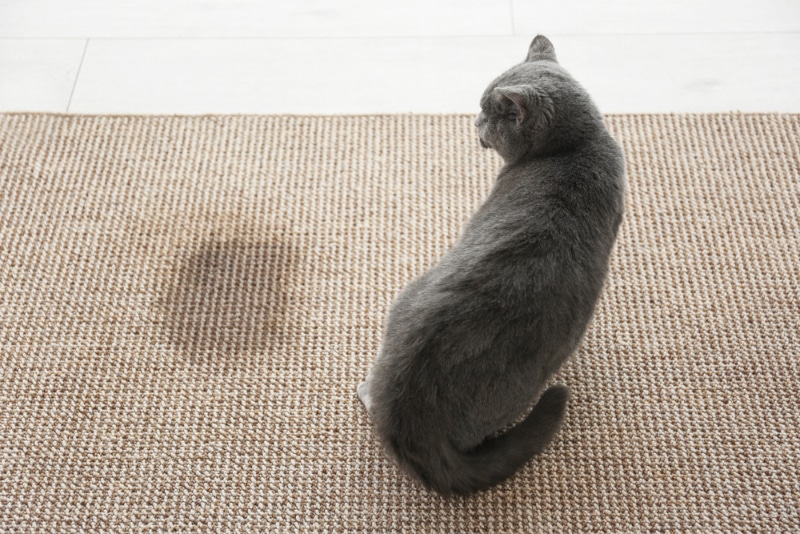 cat sitting on carpet near wet spot