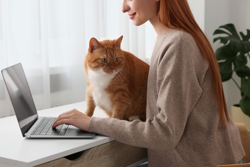cat sitting on desk interrupting her owner