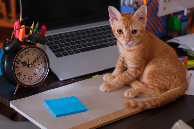 cat sitting on the desk with laptop, alarm clock, note, and stationery