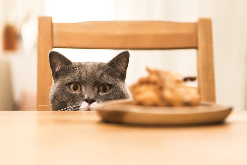 cat sitting on the dining chair looking at the food