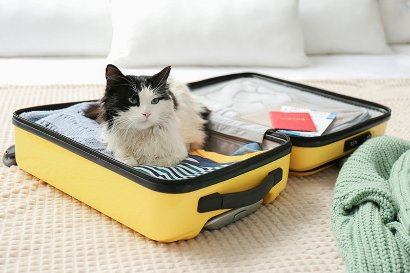 cat sitting on top of the suitcase