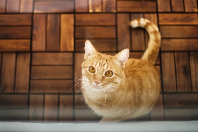 cat sitting on wooden floor by the glass door